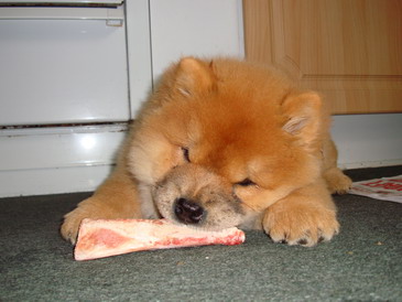 Enjoying a good bone