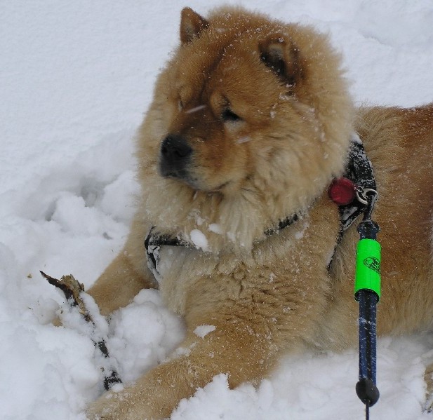 XaSha in the snow with a good stick to bite on