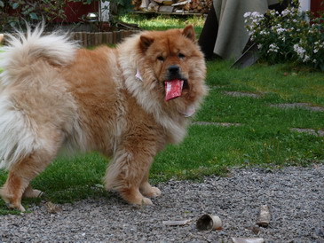 Enjoying a good bone